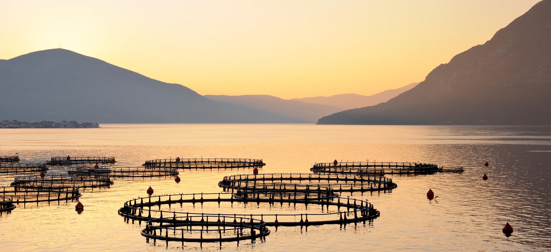 To go beyond is producing biosecure solutions for aquaculture.